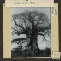 Baobab Tree [detail]